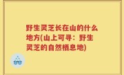 野生灵芝长在山的什么地方(山上可寻：野生灵芝的自然栖息地)