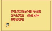 野生灵芝的作用与效果(野生灵芝：保健如神奇的灵药)