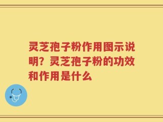 灵芝孢子粉作用图示说明？灵芝孢子粉的功效和作用是什么