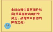 金鸡山野生灵芝图片欣赏(赏美丽金鸡山野生灵芝，品奇妙大自然的神奇之处)