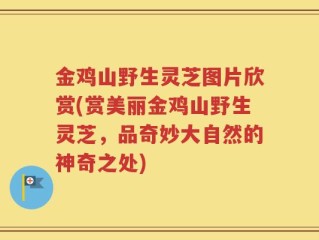 金鸡山野生灵芝图片欣赏(赏美丽金鸡山野生灵芝，品奇妙大自然的神奇之处)