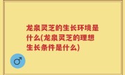 龙泉灵芝的生长环境是什么(龙泉灵芝的理想生长条件是什么)