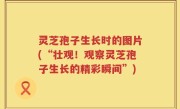 灵芝孢子生长时的图片(“壮观！观察灵芝孢子生长的精彩瞬间”)