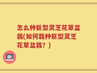 怎么种巨型灵芝花草盆栽(如何栽种巨型灵芝花草盆栽？)