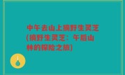 中午去山上摘野生灵芝(摘野生灵芝：午后山林的探险之旅)