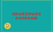 收野山灵芝(野山灵芝：自然的草药宝藏)