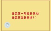 赤灵芝一年能长多大(赤灵芝生长多快？)