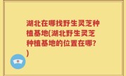 湖北在哪找野生灵芝种植基地(湖北野生灵芝种植基地的位置在哪？)