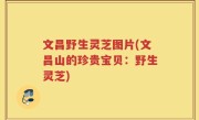 文昌野生灵芝图片(文昌山的珍贵宝贝：野生灵芝)
