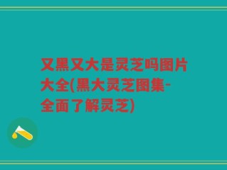 又黑又大是灵芝吗图片大全(黑大灵芝图集-全面了解灵芝)