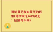 薄树灵芝和白灵芝的区别(薄树灵芝与白灵芝：区别与不同)