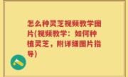 怎么种灵芝视频教学图片(视频教学：如何种植灵芝，附详细图片指导)
