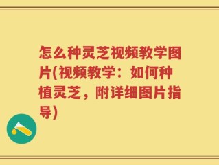 怎么种灵芝视频教学图片(视频教学：如何种植灵芝，附详细图片指导)