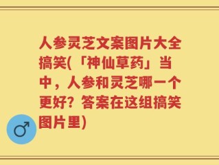 人参灵芝文案图片大全搞笑(「神仙草药」当中，人参和灵芝哪一个更好？答案在这组搞笑图片里)