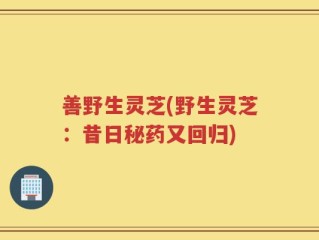 善野生灵芝(野生灵芝：昔日秘药又回归)