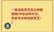 一株活体灵芝怎么种植视频(学会这种方法，你也可以种活体灵芝！)