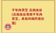 千年肉灵芝 云南虫谷(云南虫谷发现千年肉灵芝，具有珍稀药用价值)