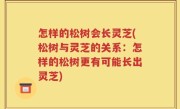 怎样的松树会长灵芝(松树与灵芝的关系：怎样的松树更有可能长出灵芝)