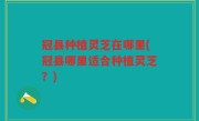 冠县种植灵芝在哪里(冠县哪里适合种植灵芝？)