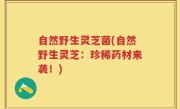 自然野生灵芝菌(自然野生灵芝：珍稀药材来袭！)