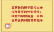 灵芝长的样子图片大全探秘灵芝的外形特征：独特的伞状菌盖、茶褐色的菌肉和腹生的孢子)