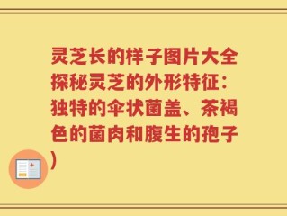 灵芝长的样子图片大全探秘灵芝的外形特征：独特的伞状菌盖、茶褐色的菌肉和腹生的孢子)