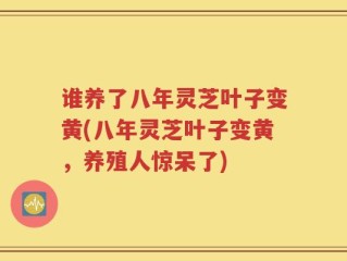 谁养了八年灵芝叶子变黄(八年灵芝叶子变黄，养殖人惊呆了)