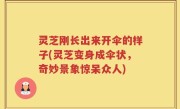灵芝刚长出来开伞的样子(灵芝变身成伞状，奇妙景象惊呆众人)