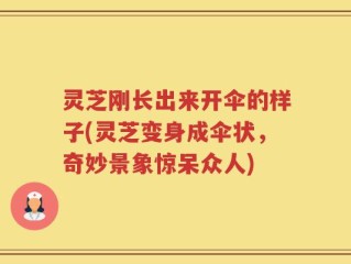 灵芝刚长出来开伞的样子(灵芝变身成伞状，奇妙景象惊呆众人)