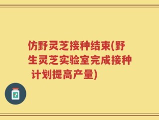 仿野灵芝接种结束(野生灵芝实验室完成接种 计划提高产量)