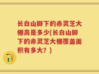 长白山脚下的赤灵芝大棚高是多少(长白山脚下的赤灵芝大棚覆盖面积有多大？)