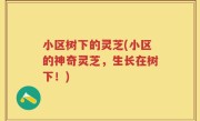 小区树下的灵芝(小区的神奇灵芝，生长在树下！)
