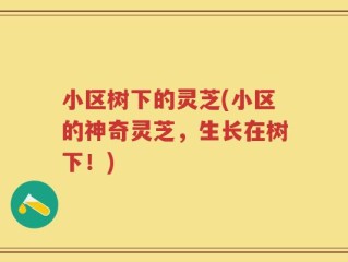 小区树下的灵芝(小区的神奇灵芝，生长在树下！)