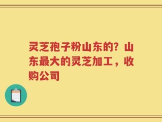 灵芝孢子粉山东的？山东最大的灵芝加工，收购公司