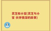 灵芝和小宝(灵芝与小宝 伙伴情深的故事)