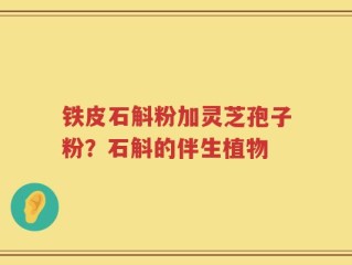 铁皮石斛粉加灵芝孢子粉？石斛的伴生植物