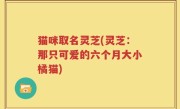猫咪取名灵芝(灵芝：那只可爱的六个月大小橘猫)