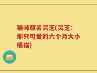猫咪取名灵芝(灵芝：那只可爱的六个月大小橘猫)