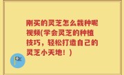刚买的灵芝怎么栽种呢视频(学会灵芝的种植技巧，轻松打造自己的灵芝小天地！)