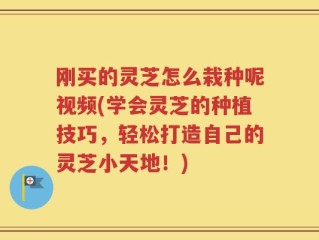 刚买的灵芝怎么栽种呢视频(学会灵芝的种植技巧，轻松打造自己的灵芝小天地！)