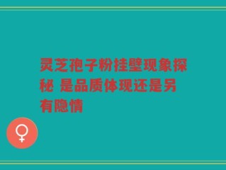 灵芝孢子粉挂壁现象探秘 是品质体现还是另有隐情