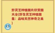野灵芝种植图片欣赏图大全(野生灵芝种植图集：品味天然神奇之美)