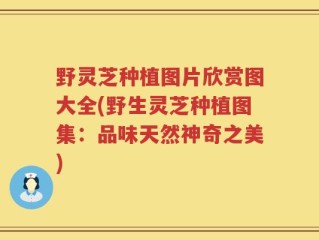 野灵芝种植图片欣赏图大全(野生灵芝种植图集：品味天然神奇之美)