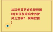 盆栽养灵芝好吗视频播放(如何在家庭中养护灵芝盆栽？-视频教程)