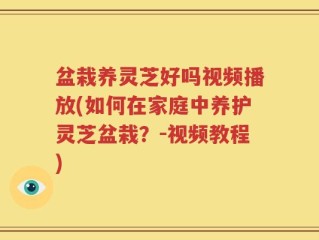 盆栽养灵芝好吗视频播放(如何在家庭中养护灵芝盆栽？-视频教程)