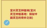 宜兴灵芝种植场(宜兴灵芝种植基地：探秘中国灵芝的奇妙之旅)
