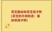 灵芝菌丝和灵芝孢子粉(灵芝的不同形态：菌丝和孢子粉)