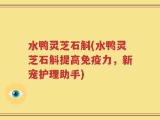水鸭灵芝石斛(水鸭灵芝石斛提高免疫力，新宠护理助手)