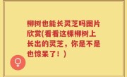 柳树也能长灵芝吗图片欣赏(看看这棵柳树上长出的灵芝，你是不是也惊呆了！)