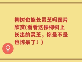 柳树也能长灵芝吗图片欣赏(看看这棵柳树上长出的灵芝，你是不是也惊呆了！)